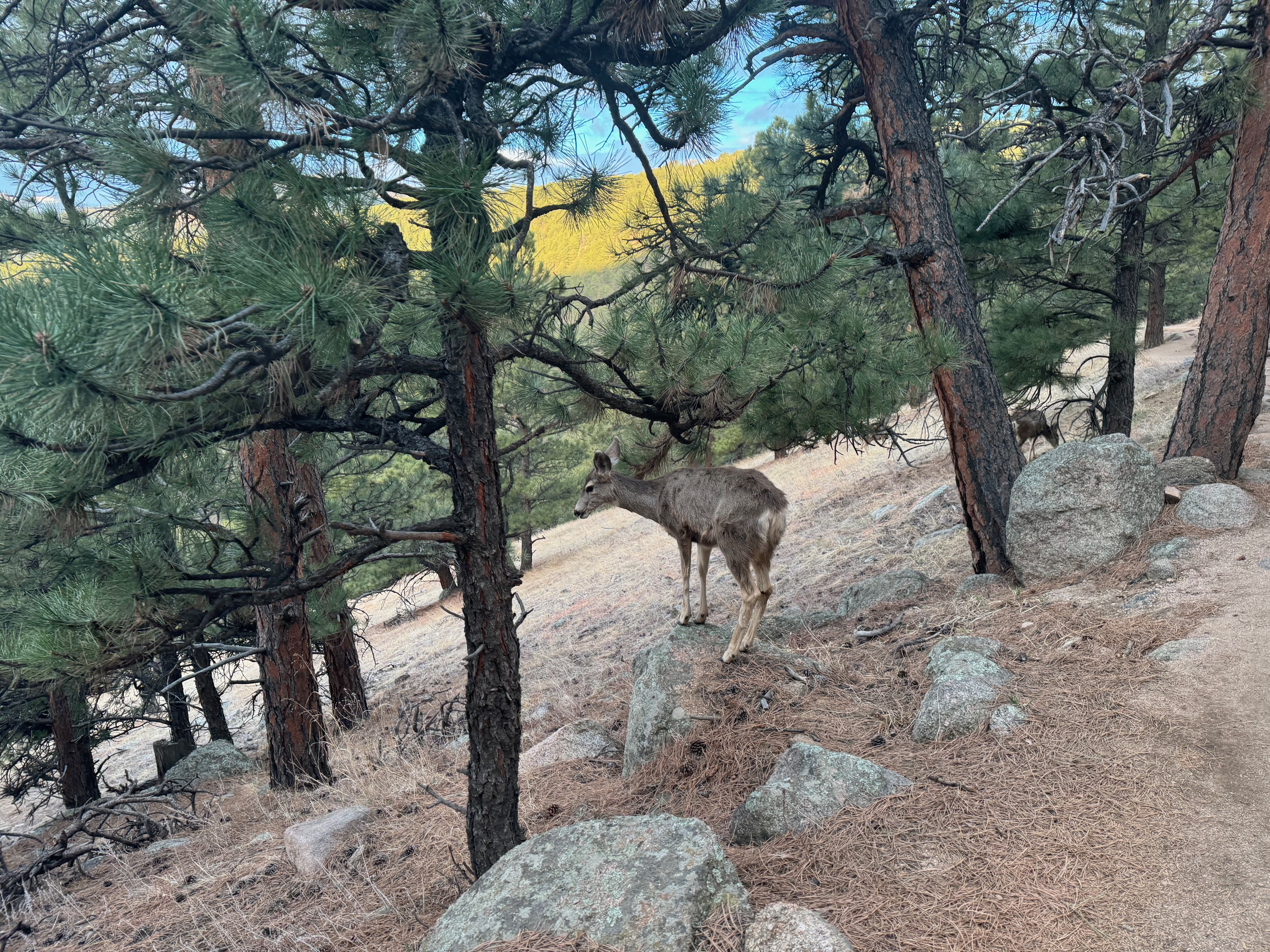 A small family of deer grazing near the trail. Taken March 2024