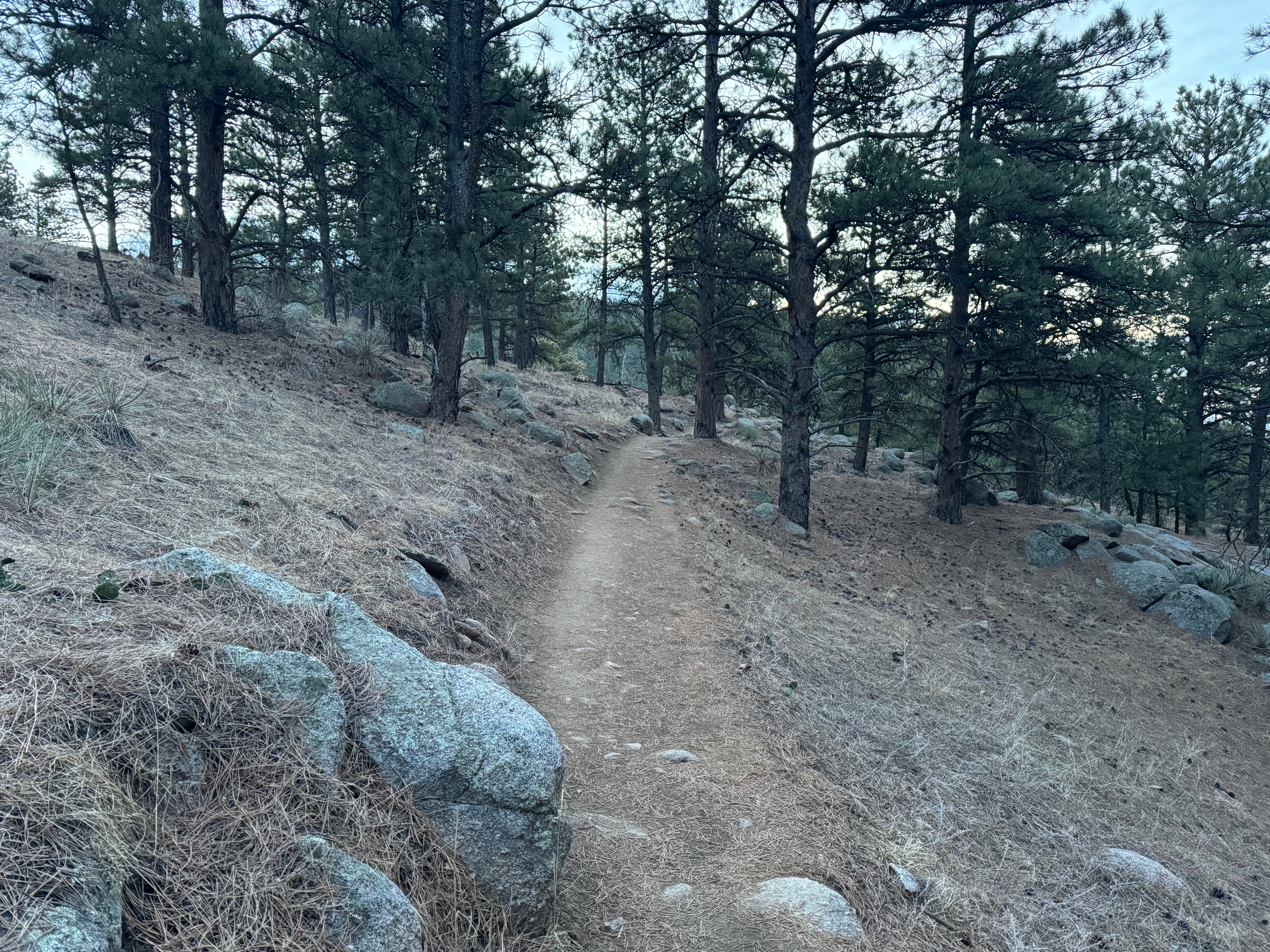 A pristine dirt trail. Taken March 2024